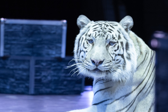 &laquo;&SHcy;&ocy;&ucy;-&Vcy;&acy;&ucy;&colon; &SHcy;&ocy;&kcy;&ocy;&lcy;&acy;&dcy;&ncy;&acy;&yacy; &fcy;&acy;&bcy;&rcy;&icy;&kcy;&acy;&excl;&raquo;